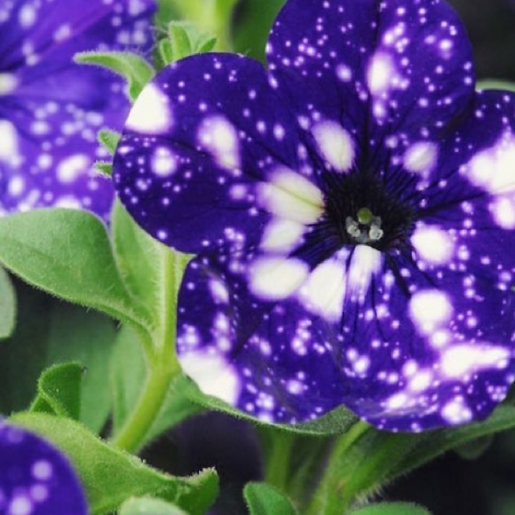 Meet your Posher, Kiley - Picture 1 of 1